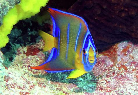 Juvenile Queen Angelfish 5 Photograph By Daryl Duda Pixels