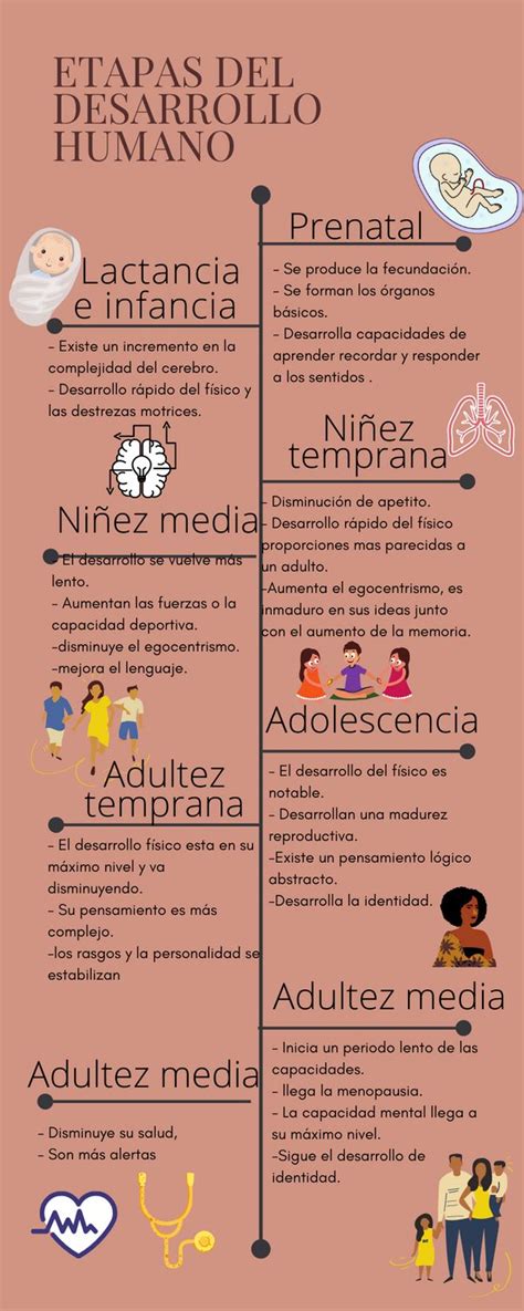 Infografia De Las Etapas Del Desarrollo Humano Hot Sex Picture