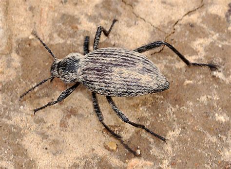 Tenebrionidae On Rock Eleodes Hispilabris Bugguide Net