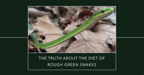 Rough Green Snake Diet