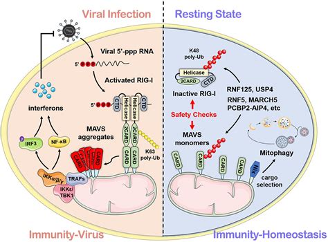 Frontiers Mavs A Two Sided Card Mediating Antiviral Innate Immune