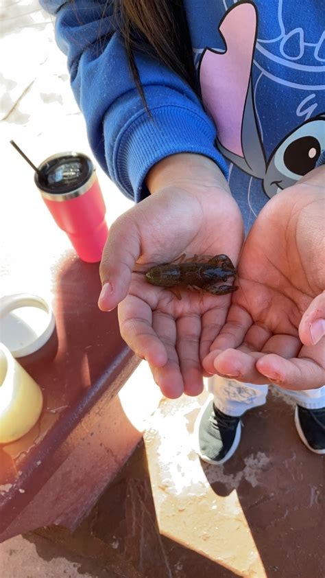 Red Swamp Crayfish From Wetlands Park Friends Las Vegas NV US On