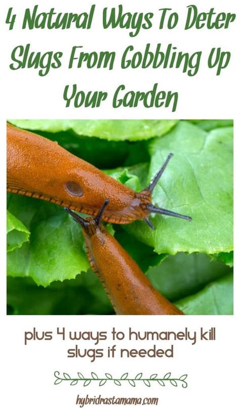 4 Natural Ways To Get Rid Of Slugs In The Garden Slugs In Garden Garden Pest Control Garden