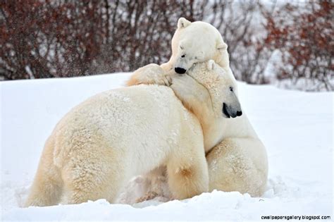 Baby Polar Bears Playing | Wallpapers Gallery