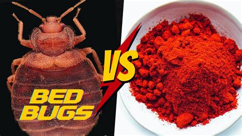 Does Cayenne Pepper REALLY Work For Bed Bugs COMPLETE Tutorial YouTube