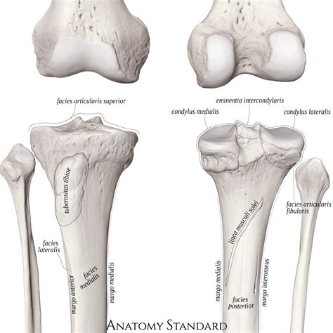 Anatomy Standard Drawing Proximal Tibia Anterior And Posterior View