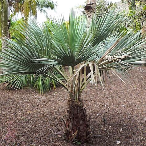 A Palm Tree In The Middle Of A Dirt Area With Lots Of Trees Around It