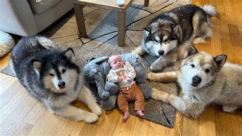 The Worlds Safest Newborn Baby Protected By Wolves Cutest Ever