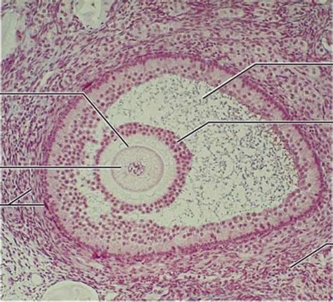 Reproductive System Graafian Follicle Identification Diagram Quizlet