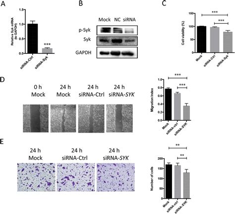 Syk Knockdown In Oscc Cell Lines Inhibits Cell Proliferation