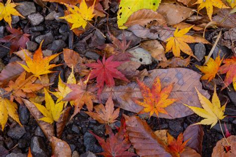 Ne jetez plus vos feuilles mortes Voici 5 façons de les réutiliser au