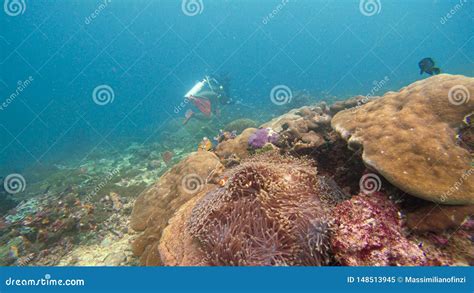 Fotograf A Subacu Tica Del Arrecife De Coral En Raja Ampat Indonesia