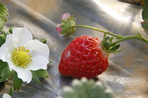 Strawberry Flower Cold Free Photo On Pixabay Pixabay