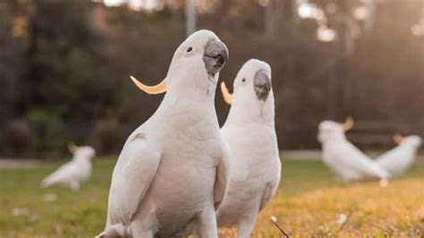 Video of Newly-Adopted Cockatoos Meeting for the First Time Is ...
