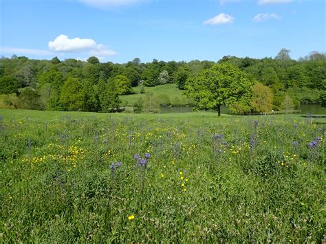 Wild Flowers At Chartwell Marathon Cc By Sa Geograph Britain