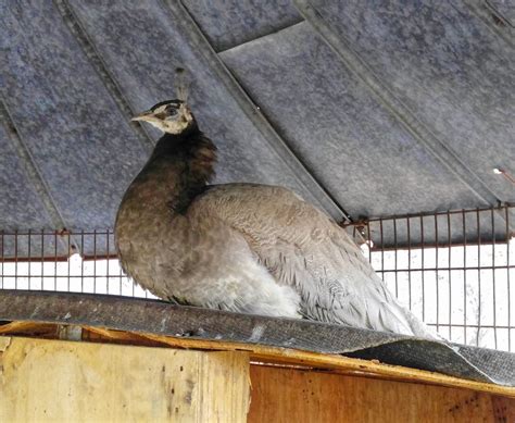 Sexing My Peafowl Backyard Chickens Learn How To Raise Chickens