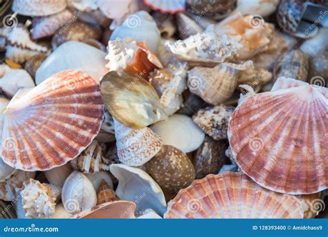 Primer De Conchas Marinas Coloridas Clasificadas Foto De Archivo