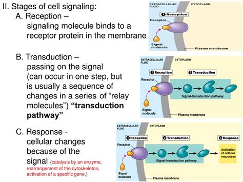 Ppt Chapter Cell Communication Why Do Cells Communicate