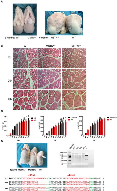 Frontiers Generation Of Heritable Prominent Double Muscle Buttock