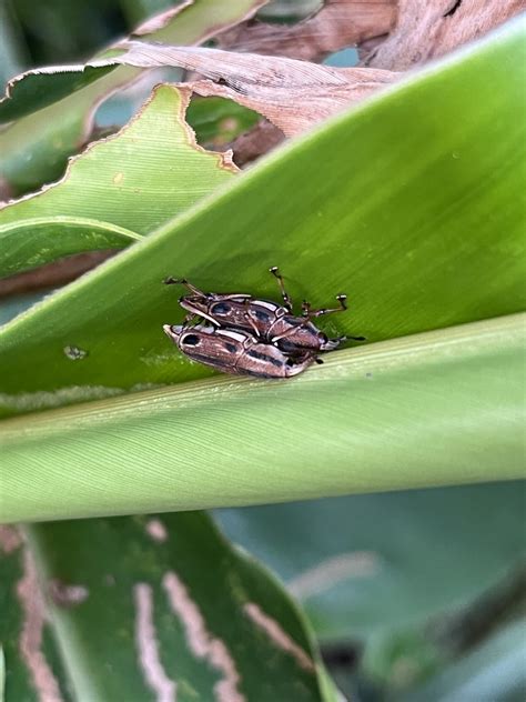 Sphenocorynes Ocellatus In November By Nakatada Wachi Inaturalist