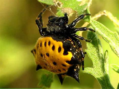 Texas Spiders Pictures And Spider Identification Help