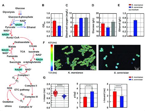 Redox States Of K Marxianus And S Cerevisiae Cells Characterized By Download Scientific