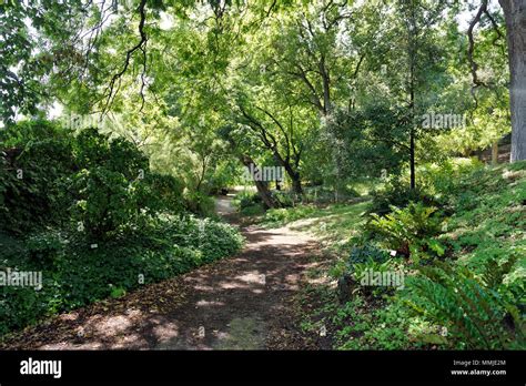 Viale Alberato Sentiero Frondoso Orto Botanico Di Roma O A Roma Il