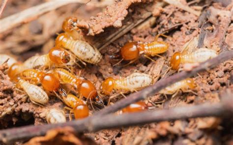 How To Get Rid Of Termites Phenom Pest Control