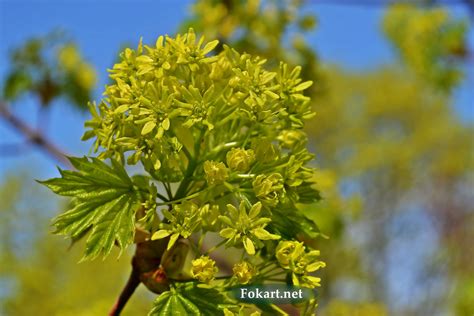 Кленовые цветки — Fokart.net