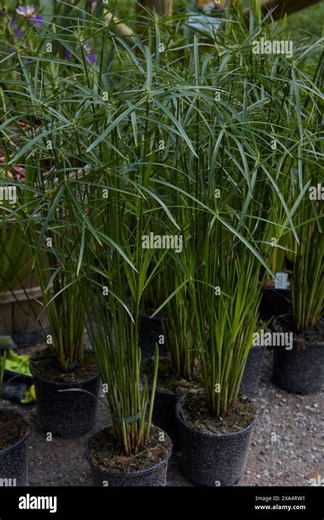 Cyperus Alternifolius Papyrus Plants In Vases Stock Photo Alamy