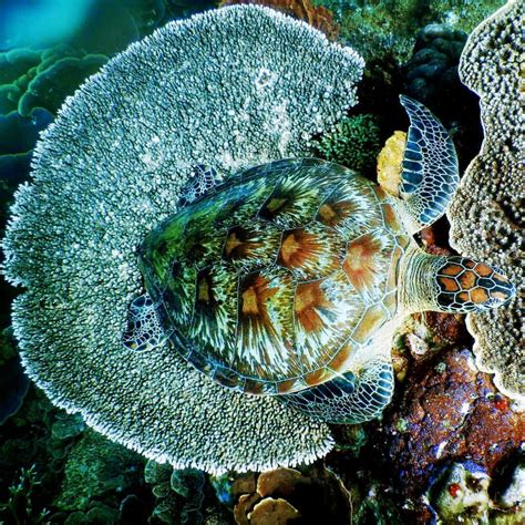 Sea Turtle Underwater Animals, Aquatic Animals, Olive Ridley, Turtle ...