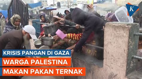 Israel Blokade Bantuan Warga Gaza Terpaksa Makan Pakan Ternak Untuk