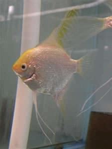 Pearlscale Gold Angelfish | RFI