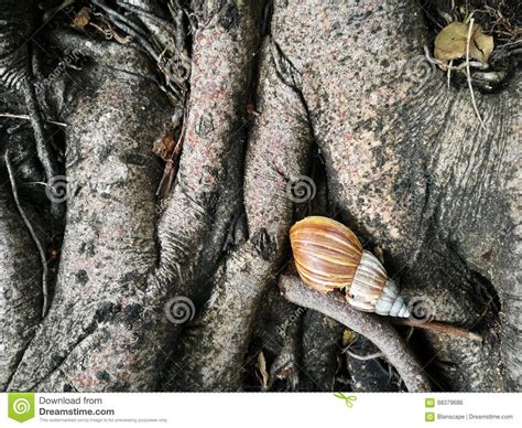 Snail Shell On Tree Root Stock Photo Image Of Summer