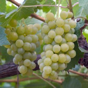 white grape juice concentrate,Iran price supplier - 21food