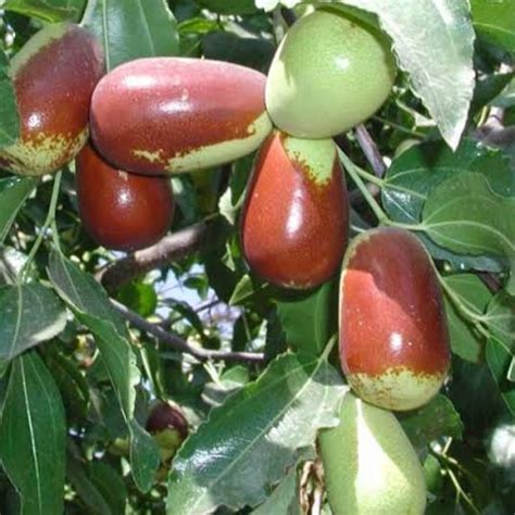 Jujube Lang Advanced Fruitopia Nursery