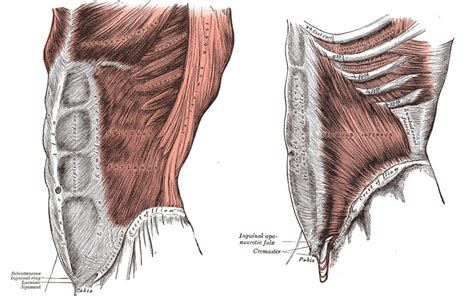 Muscles abdominaux anatomie et rôle du grand droit obliques et