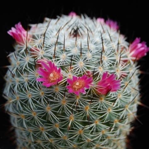 Mammillaria Elegans 5 Seed Pack Online Seed Store