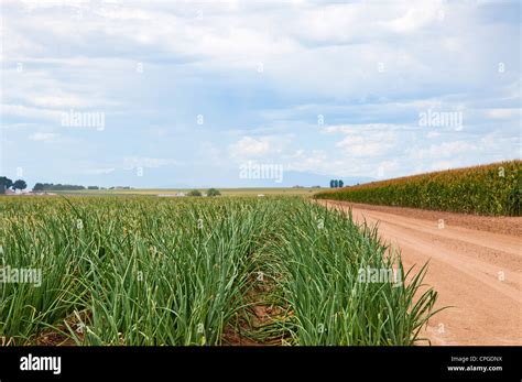 Rows Of Onions Beside A Mature Cornfield In Central Colorado Usa Stock