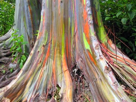 Rainbow Eucalyptus The Most Colorful Tree On Earth