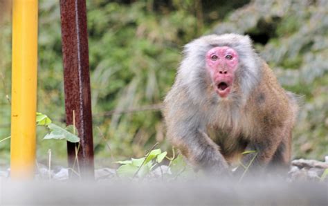 箱根山のサル：被害深刻化 県と地元、意識にずれ 神奈川 毎日新聞