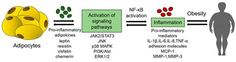 Ijms Free Full Text The Role Of Adipokines In Inflammatory