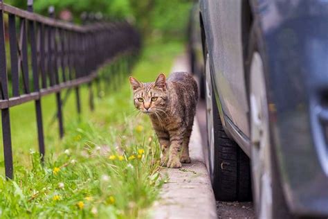 Aqui há Gato andou pelas ruas de Lisboa Provedoria dos Animais de