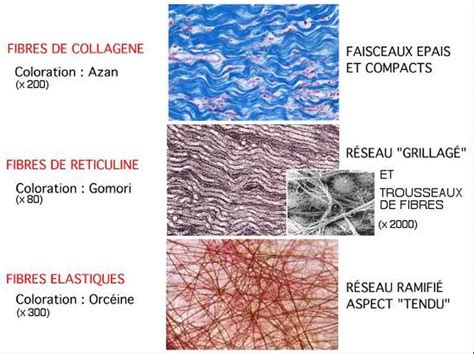 Tissu conjonctif Omniprésent dans le corps et fonctions très