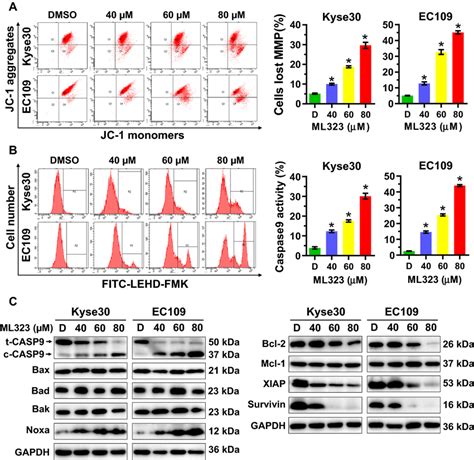 Ml Induces Intrinsic Apoptosis A Kyse And Ec Cells Were