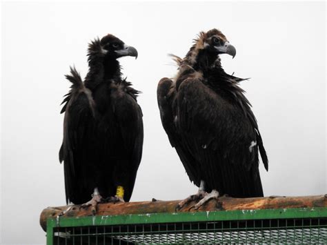 Dos Cr As De Buitre Negro Nacen En La Sierra De La Demanda