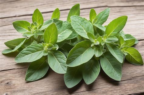 Oregano Leaf Premium Ai Generated Image