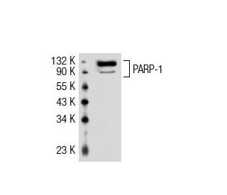 Anti Parp Antibody F Scbt Santa Cruz Biotechnology