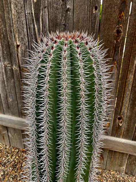 Saguaro 26 Inch Tall False Saguaro Cactus Cutting Etsy