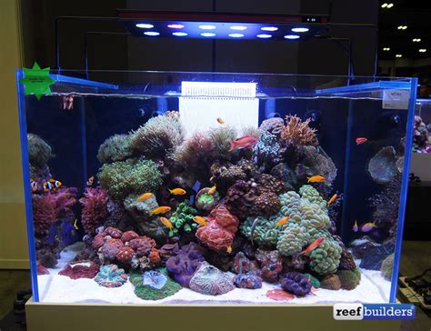 The Beautiful Entries Of This Years Aquarama Reef Aquascaping